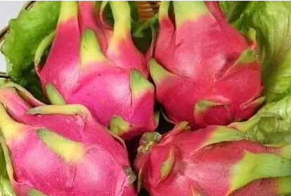 火龙果什么时候种植最好 最适合种植的地方在