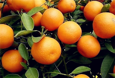 橘子最佳收获时间在什么时候?2016年橘子多少