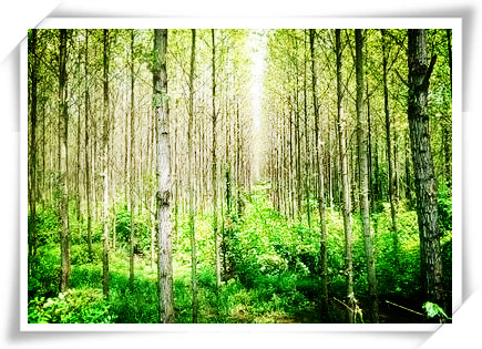 三北防护林工程的树种和作用分别有哪些?--土