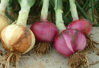 洋葱最佳种植、采收时间是什么时候?--土流网