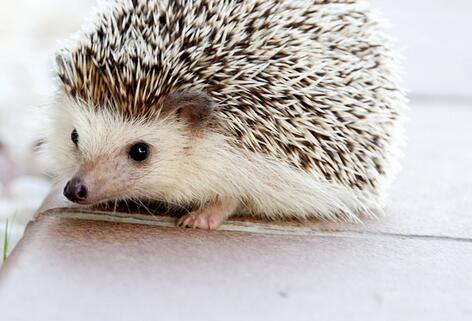 杂食性动物刺猬的生活习性是怎样的?--土流网