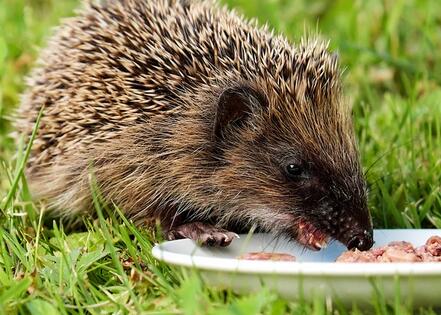 杂食性动物刺猬的生活习性是怎样的?--土流网