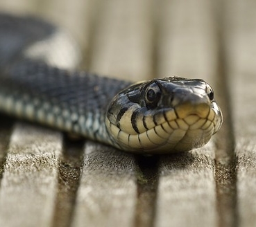 蛇是哺乳动物吗?蛇的寿命有多长?--土流网
