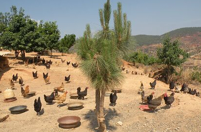 畜禽养殖禁养区划定技术指南:引导畜牧业绿色