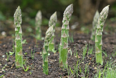 芦笋种植、采收时间及投资前景分析--土流网