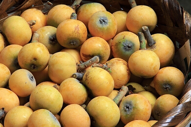 枇杷种植、采收时间什么时候?有何注意措施?