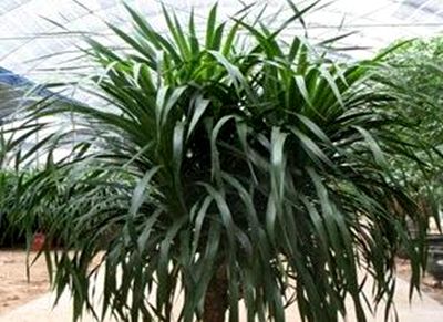 龙须树的养殖方法和注意事项--土流网