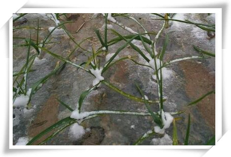 半年生草本植物大蒜为什么叫蒜你狠?亩产量一