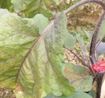 小白菜烂死?生姜根茎腐烂?茄子一边枯萎一边