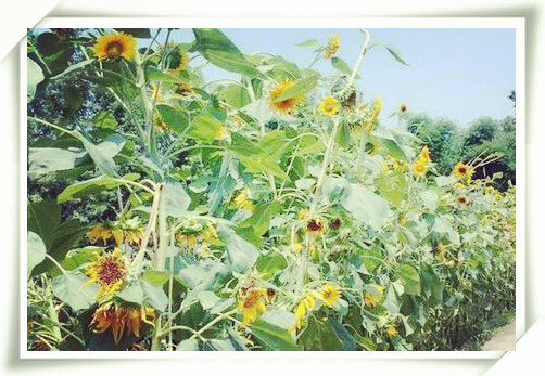 节水优良作物向日葵高产栽培技术和病虫害防治