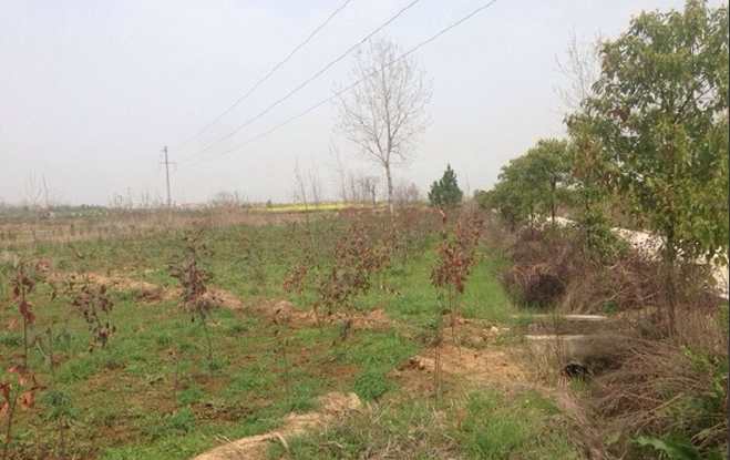 开荒地有玉米补贴吗?开荒地能种多久?--土流网