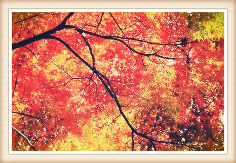 我国南北各地的枫叶分别在什么时候开始变红?