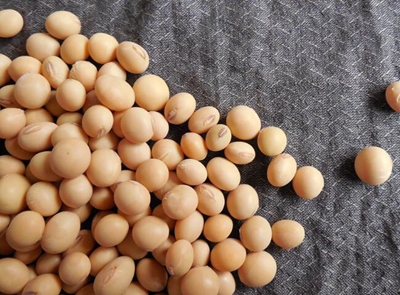 黑龙江传统大豆产地米改豆进展如何?补贴有