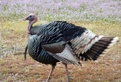 火鸡多少钱一斤?2017年火鸡养殖前景及经济效