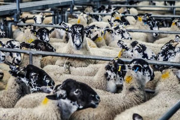 养猪有啥补贴政策?未来五年养殖业大势及机遇