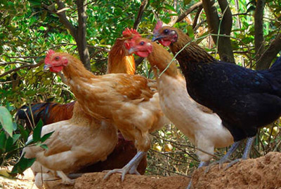 土鸡多少钱一斤?2017年土鸡市场行情及养殖成