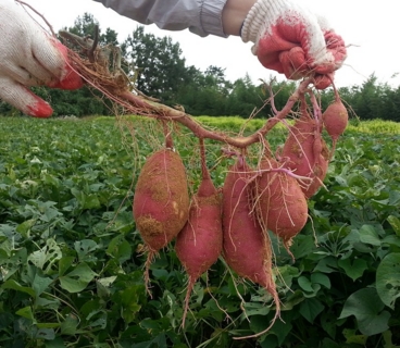 甘薯的最佳收获时间是什么时候?怎样安全储藏