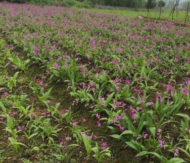 【致富】2017年种植什么药材前景好最赚钱呢