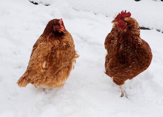 2017养鸡赚钱吗?养鸡市场前景及价格利润分析