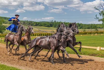 钱一匹?2017年养马前景及价格行情分析 - 土流