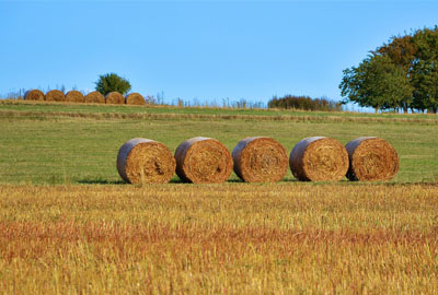 2017年申请家庭农场需要哪些条件?多少亩地可