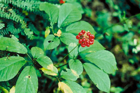 2017年哪些中药材种植项目有赚钱前景?--土流