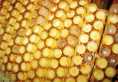 蜂王浆价格一斤多少钱?有何投资前景--土流网