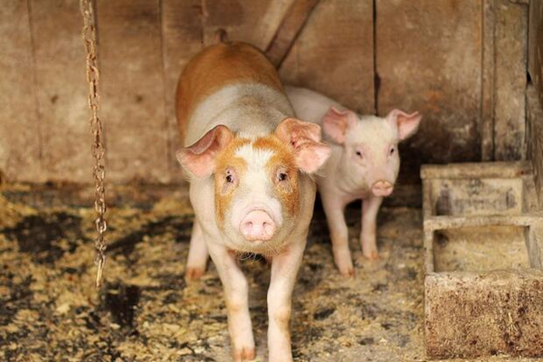 2017年农村养猪补贴政策标准、对象以及补贴