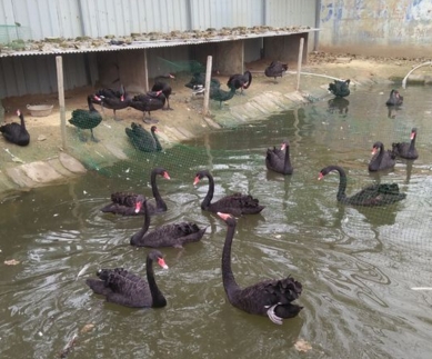 2017年这6类养殖户将被淘汰的,看看有没有你