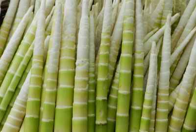 竹笋多少钱一斤?2017年竹笋价格趋势预测及种