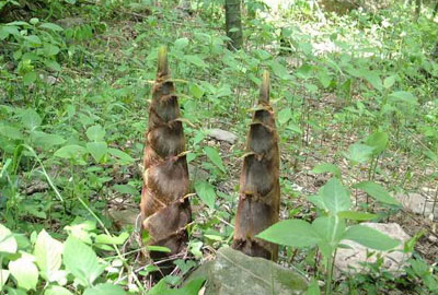 竹笋多少钱一斤?2017年竹笋价格趋势预测及种