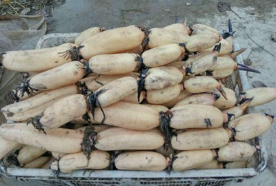 莲藕多少钱一斤?2017年莲藕价格预测及种植前