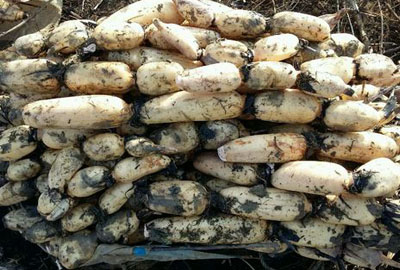 莲藕多少钱一斤?2017年莲藕价格预测及种植前