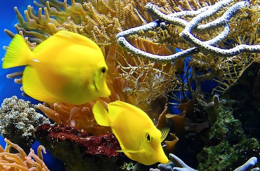 观赏鱼的种类竟如此之多 养殖前景如何?--土流