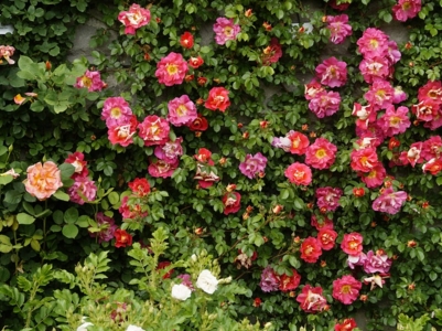 月季花什么时候剪枝最好?--土流网