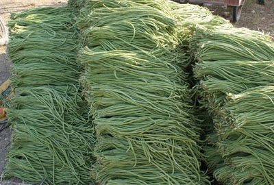 长豆角多少钱一斤?2017年长豆角价格预测及种