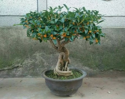 桂花树什么时候移栽最好?几月份修剪最合适?