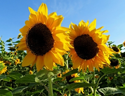 2016年葵花籽滞销,2017年种向日葵能赚钱吗?