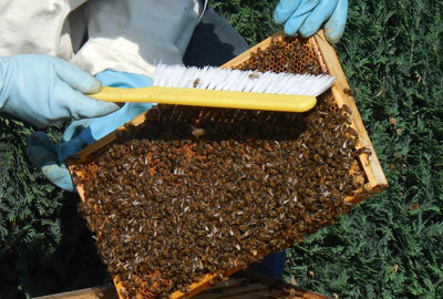2017年蜜蜂养什么品种赚钱?--土流网