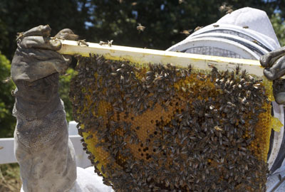 2017年蜜蜂养什么品种赚钱?--土流网