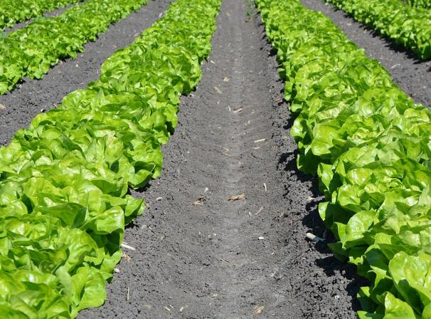 2017年承包农村土地,国家能补助多少钱?--土流