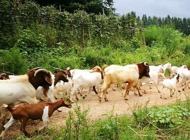 2017年养羊赚钱怎样降低饲养成本呢？