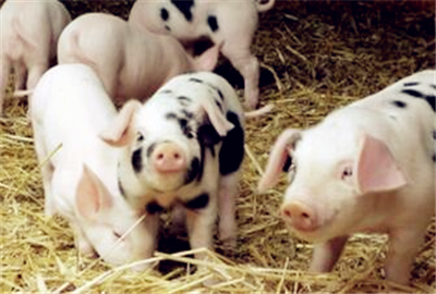 注意啦!贵州、湖北等地9批畜禽产品兽药残留超