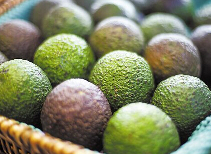 牛油果价格多少钱一斤?我国可以种植牛油果吗