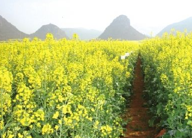 云南省高原特色现代农业产业发展规划(2016-2