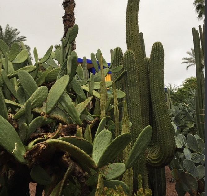 仙人掌为什么会长刺?仙人掌为什么能防辐射?