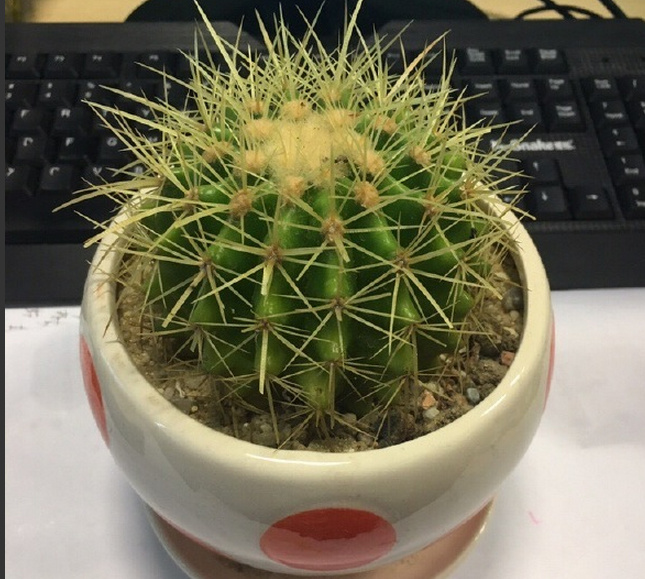 仙人掌为什么会长刺?仙人掌为什么能防辐射?