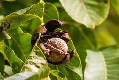 钱一斤?2017年核桃价格预测及市场前景分析-