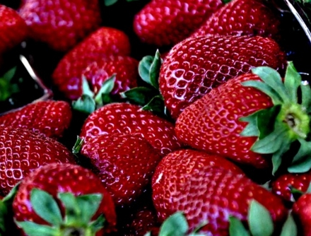 多年生草本的草莓种子几月份播种?如何栽培?