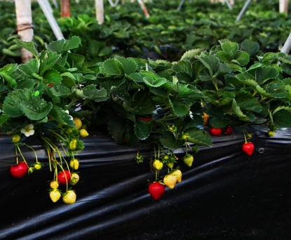 多年生草本的草莓种子几月份播种?如何栽培?